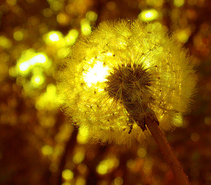 photo "Autumn Light" tags: nature, macro and close-up, flowers