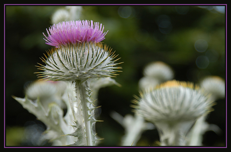 photo "Fearless Beauty" tags: nature, flowers