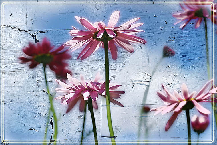 photo "Heavenly walls" tags: nature, abstract, flowers