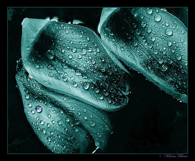 фото "Blue Drop" метки: макро и крупный план, природа, цветы