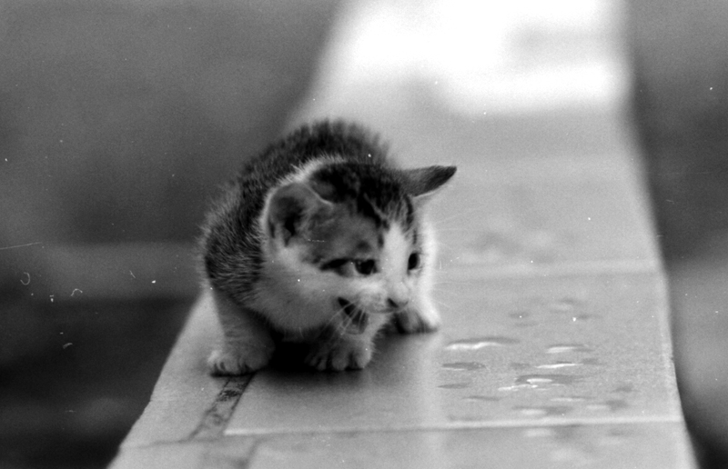 photo "my baby cat" tags: nature, black&white, pets/farm animals