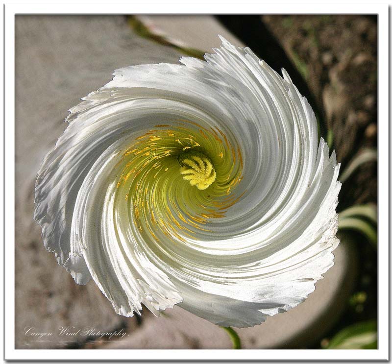 photo "" in a whirl about you "" tags: nature, abstract, flowers