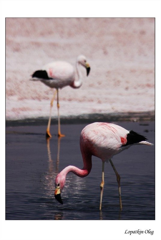 фото "Flamingo, laguna Chaxa, Chile" метки: природа, путешествия, Южная Америка, дикие животные