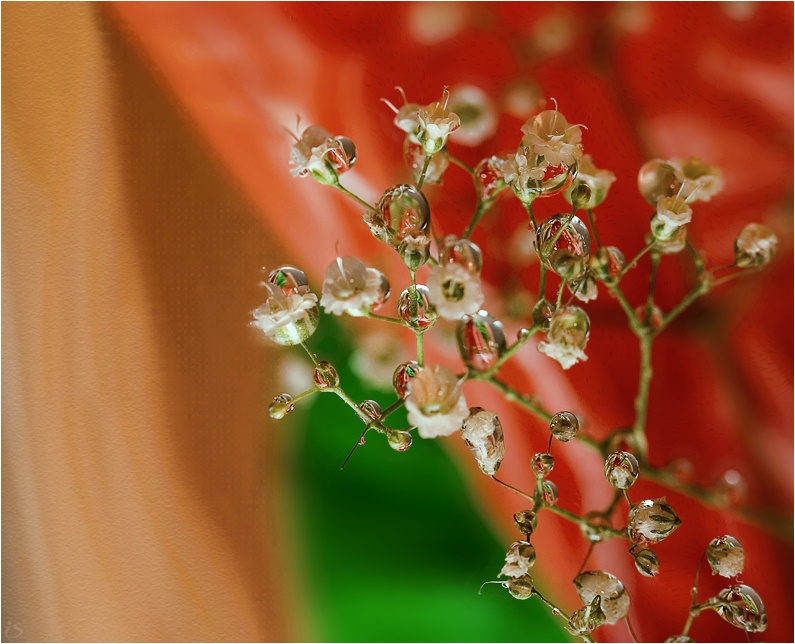 photo "spring is coming soon=)" tags: macro and close-up, nature, flowers