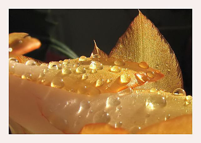 фото "Золотой цветок" метки: природа, макро и крупный план, цветы