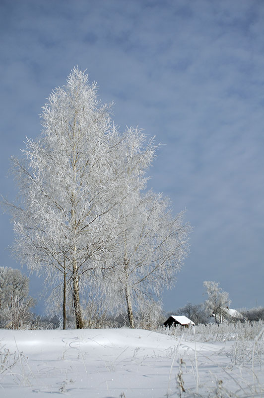 photo "Frosty morning" tags: landscape, winter