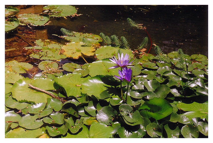 photo "Aquatic colors" tags: nature, flowers