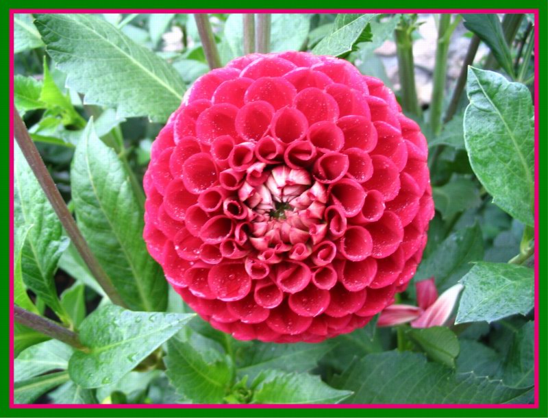 photo "Crimson eye" tags: nature, flowers