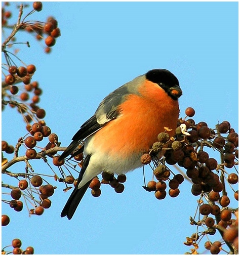 photo "Bullfinch" tags: nature, wild animals