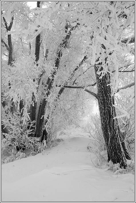 photo "***" tags: landscape, forest, winter