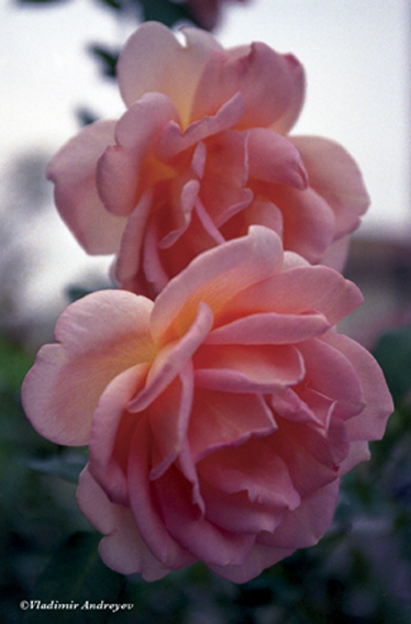 photo "Rose" tags: nature, flowers