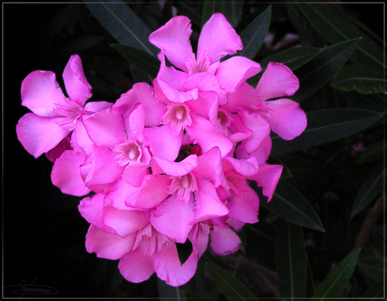 photo "Heart." tags: nature, macro and close-up, flowers