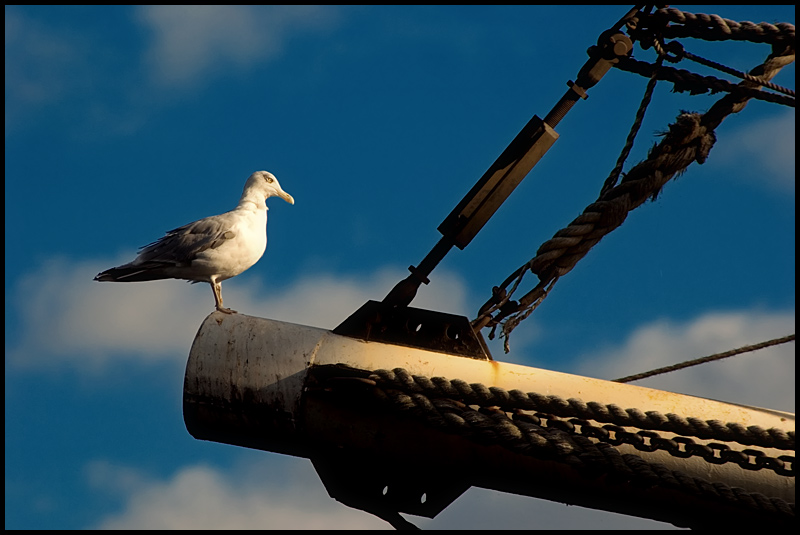 photo "Gull" tags: nature, genre, wild animals