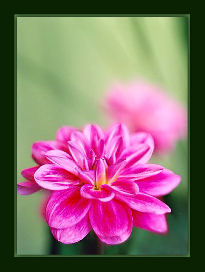 photo "Pink  dahlia" tags: nature, flowers