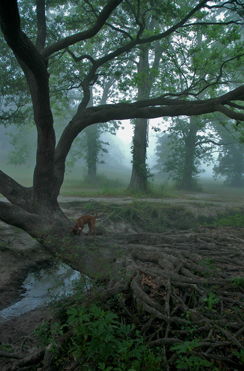 фото "Magical Forest" метки: пейзаж, лес, осень