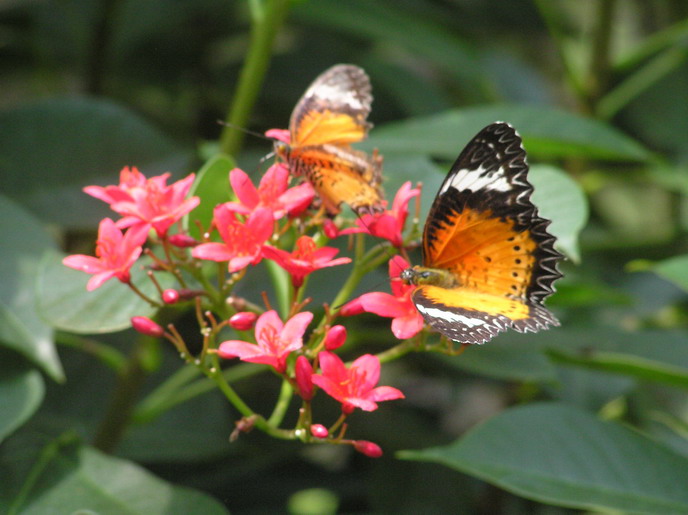 фото "бабочки/beauties of nature" метки: природа, насекомое, цветы