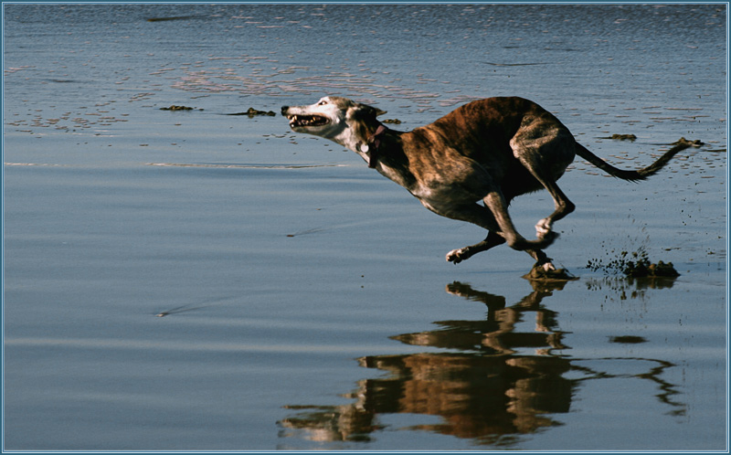 photo "Flying dog..." tags: nature, pets/farm animals