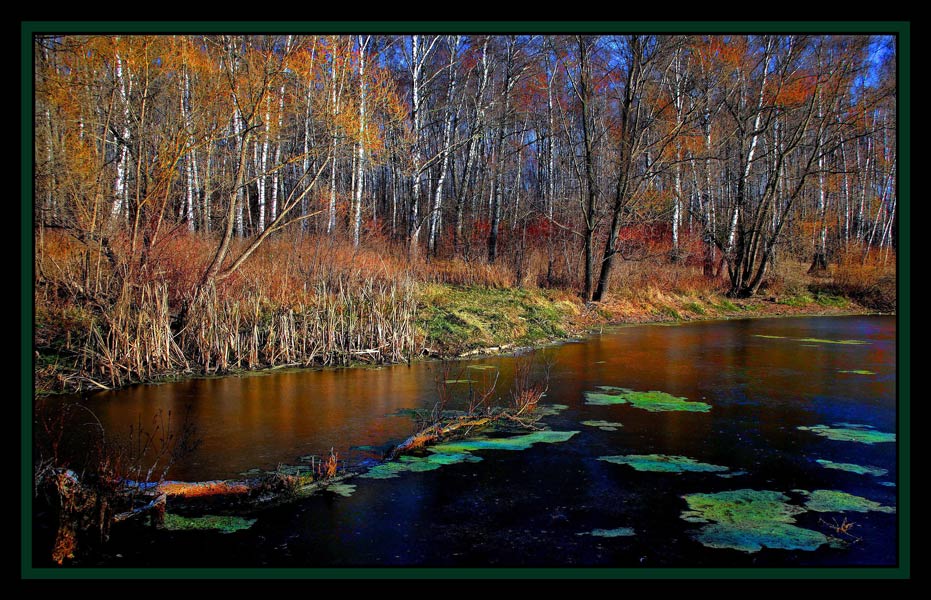 photo "Bog" tags: landscape, forest, water