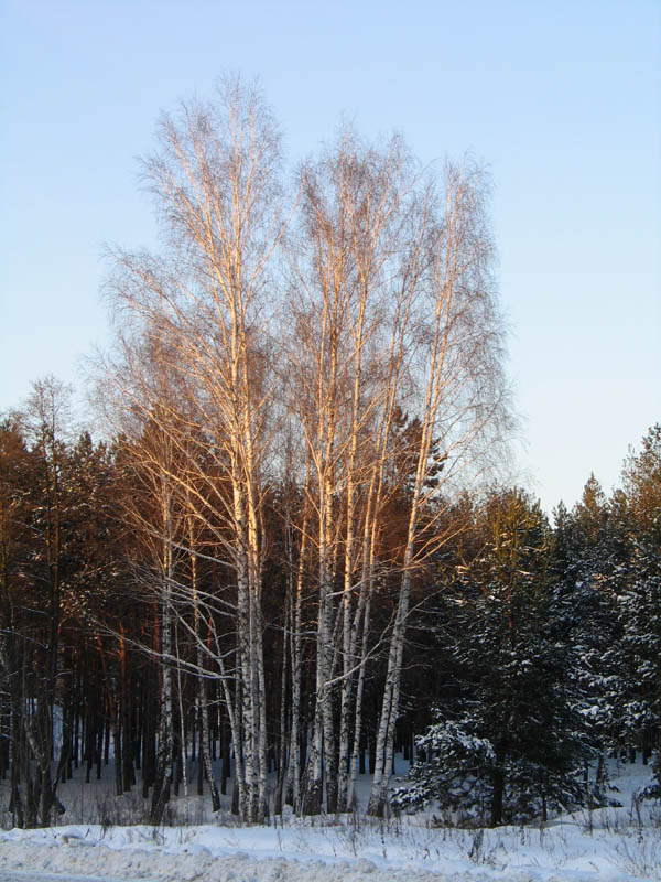 фото "Зимний этюд" метки: пейзаж, лес
