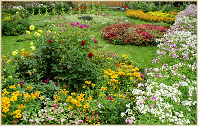 фото "Ириновый сад в начале сентября" метки: природа, пейзаж, осень, цветы