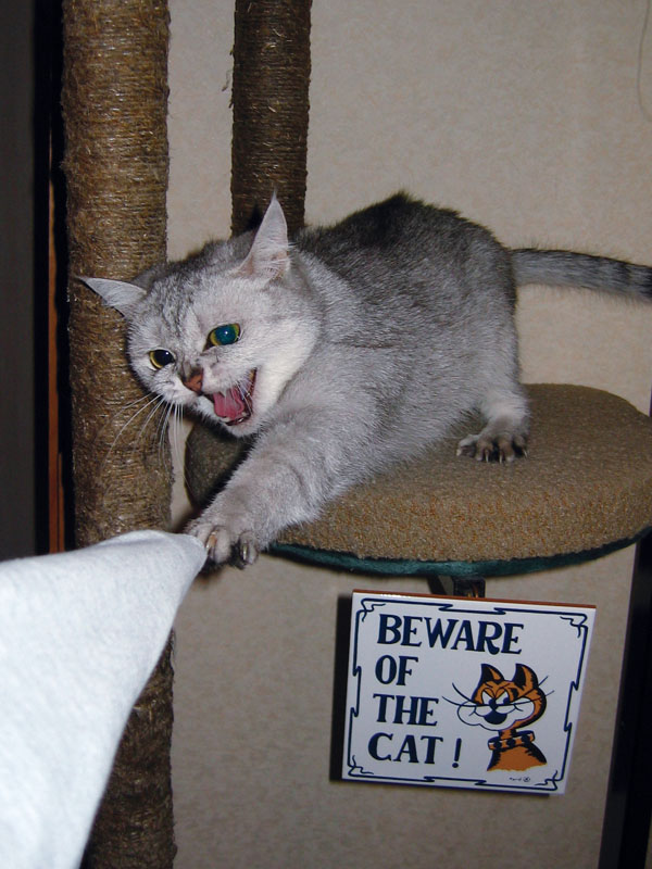 photo "Beware of the cat!" tags: nature, humor, pets/farm animals