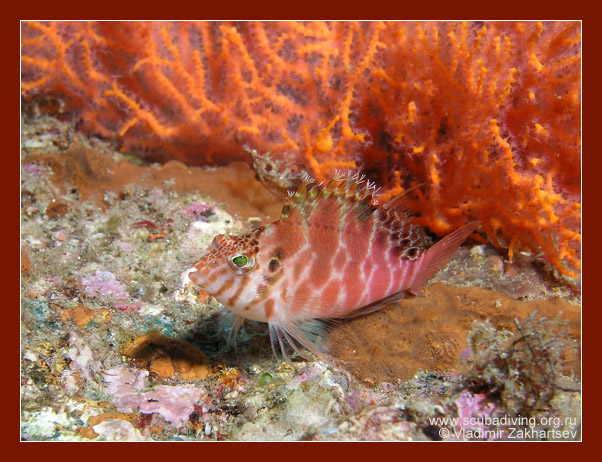 photo "Fiery red" tags: underwater, nature, wild animals