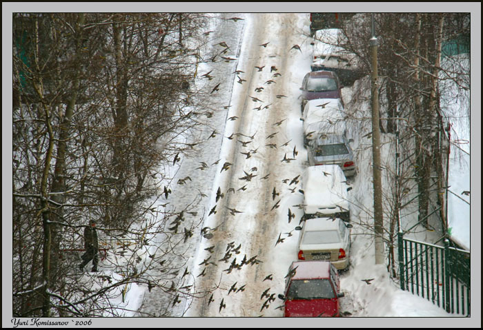 фото "Атака птиц" метки: жанр, природа, 