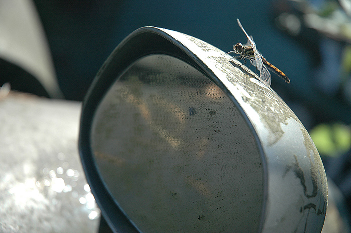 photo "***" tags: nature, macro and close-up, insect