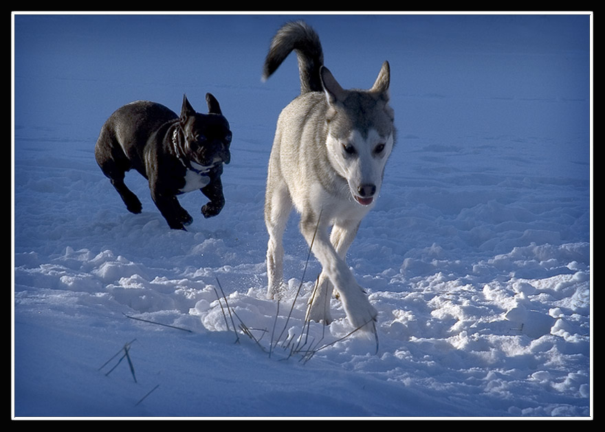 фото "Hunted Hunter" метки: природа, юмор, домашние животные