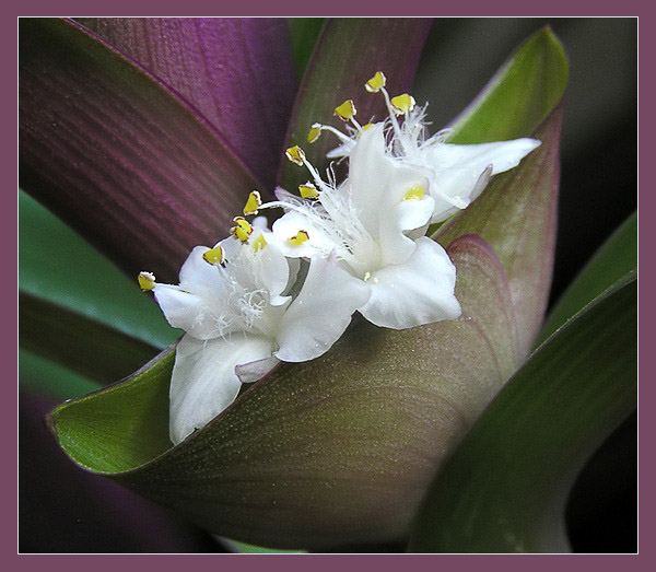 photo "Boat" tags: nature, macro and close-up, flowers