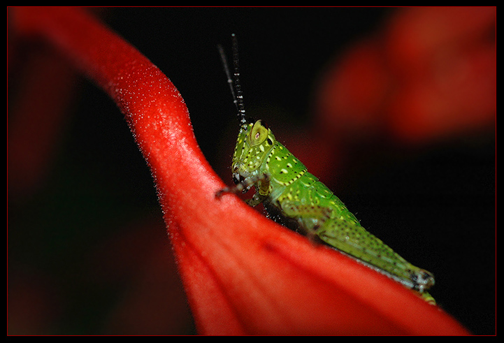 photo "***" tags: nature, insect