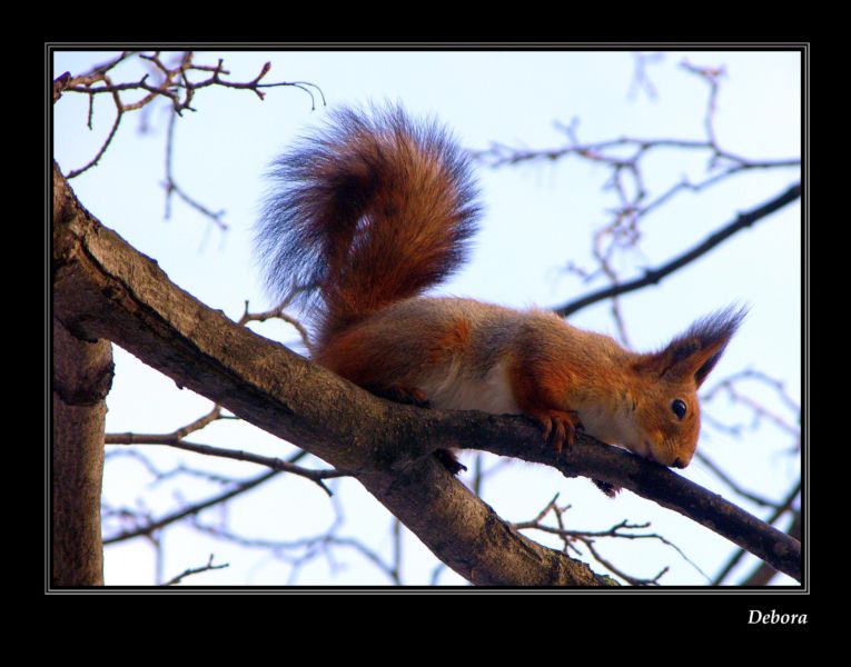 фото "А вот и я !!!" метки: природа, дикие животные