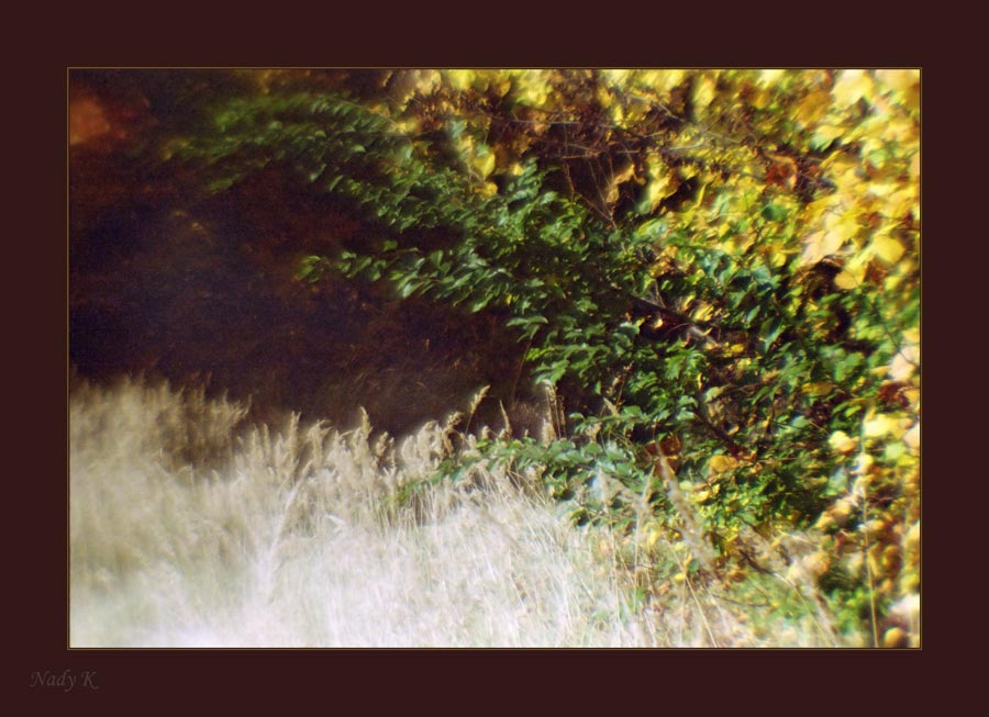 photo "***" tags: landscape, autumn