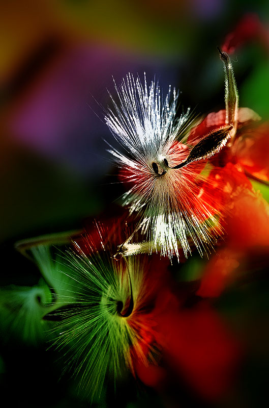 photo "Disco" tags: nature, macro and close-up, flowers