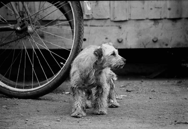 photo "***" tags: nature, black&white, pets/farm animals