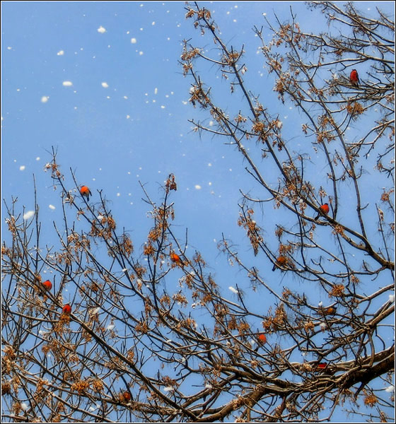 photo "Winter@birds" tags: nature, 