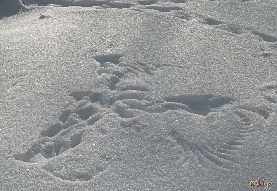 photo "Traces on snow" tags: landscape, winter