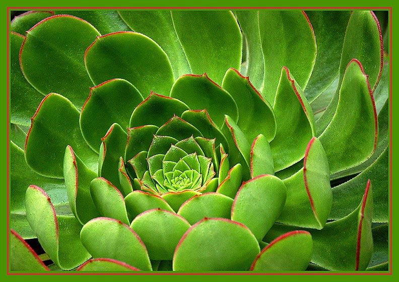 photo "Succulent Sempervivum" tags: nature, flowers