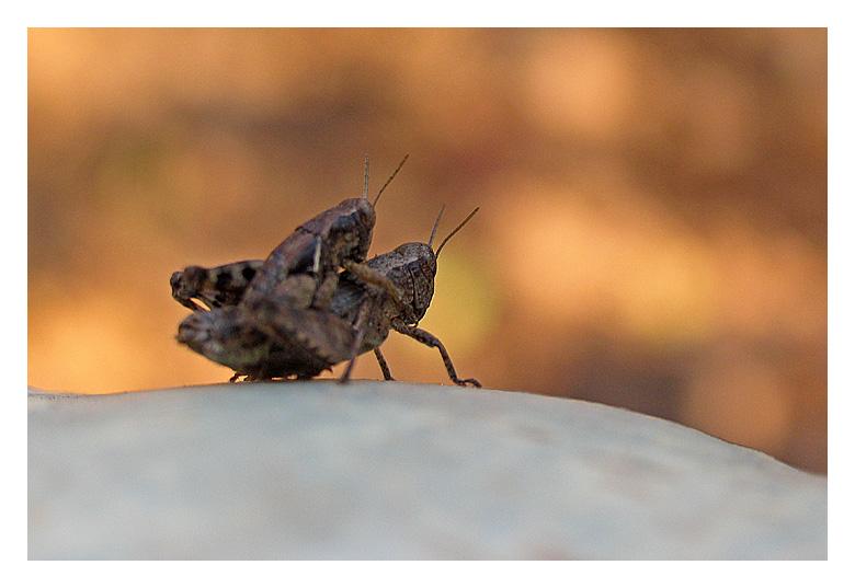 photo "*" tags: nature, insect