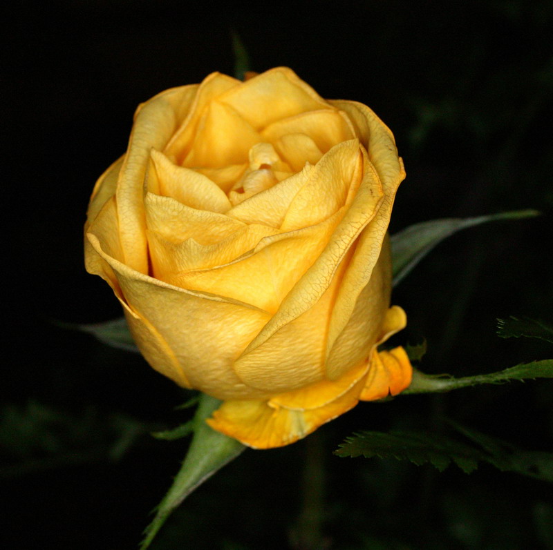 фото "Yellow Rose of Friendship" метки: природа, макро и крупный план, цветы