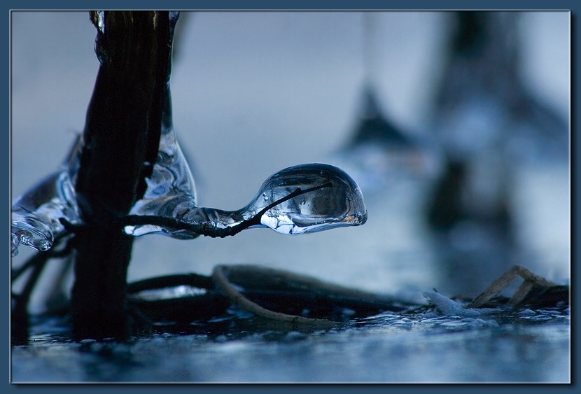 photo "Ice Creature" tags: nature, 