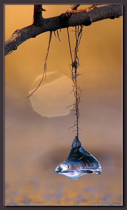 photo "Ice Bell" tags: nature, 