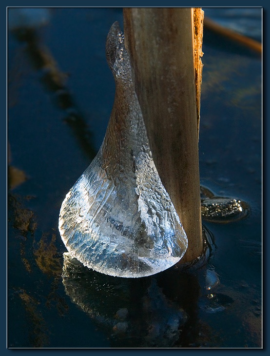 photo "Ice Snail" tags: nature, 