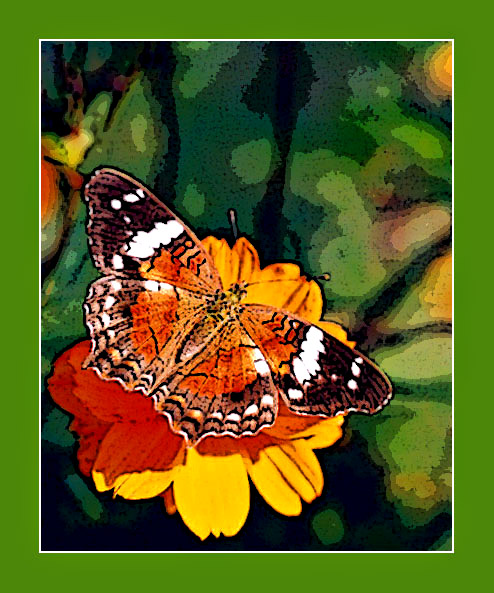 photo "Painting of a butterfly" tags: montage, nature, insect