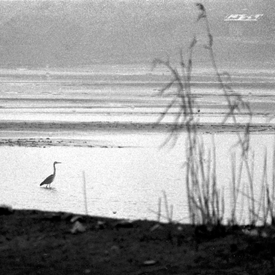photo "A dream?" tags: landscape, nature, wild animals, winter