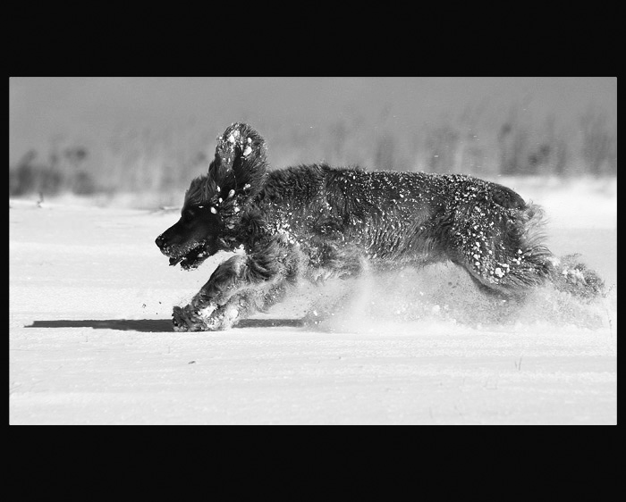 photo "running hare..." tags: black&white, nature, 