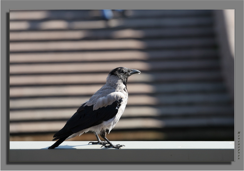 photo "Crow From Petersburg" tags: genre, misc., 