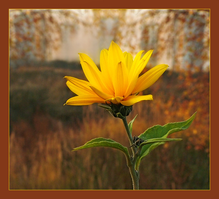 photo "Autumn sketch" tags: nature, flowers