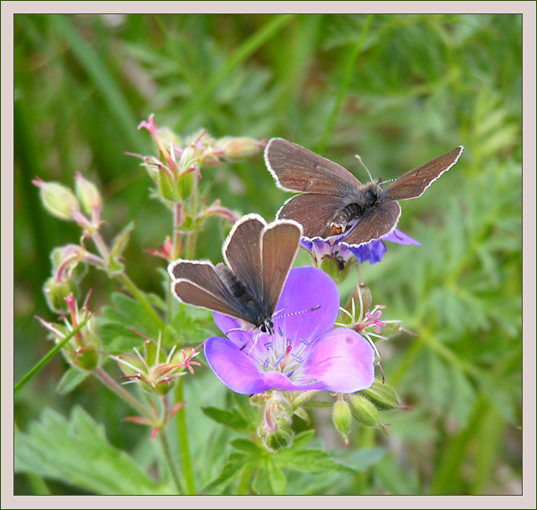 photo "***" tags: nature, flowers