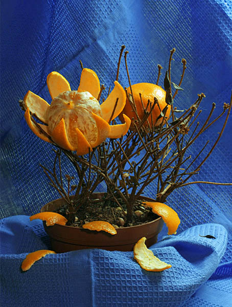 photo "tangerine tree" tags: still life, 